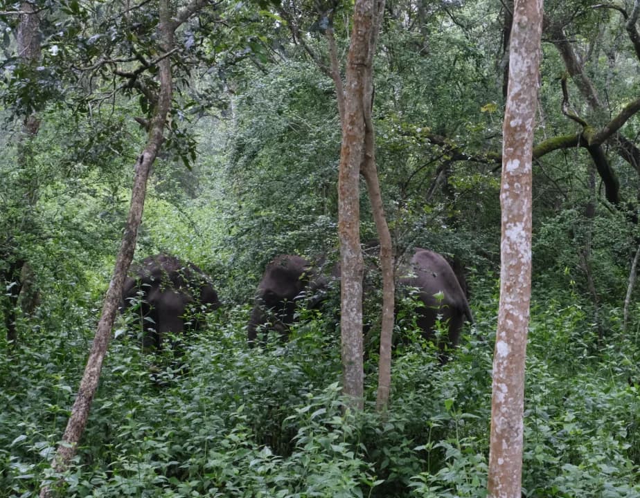 Elephants seen among tall grass during a wildlife safari